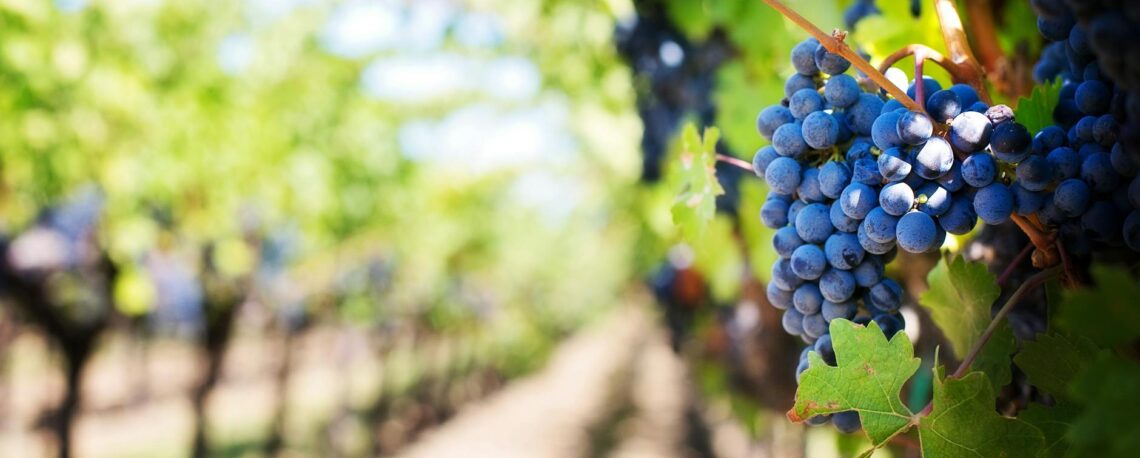 blueberry with green leaves during daytime