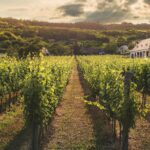 green plant field near house