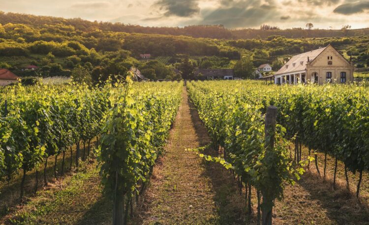 green plant field near house